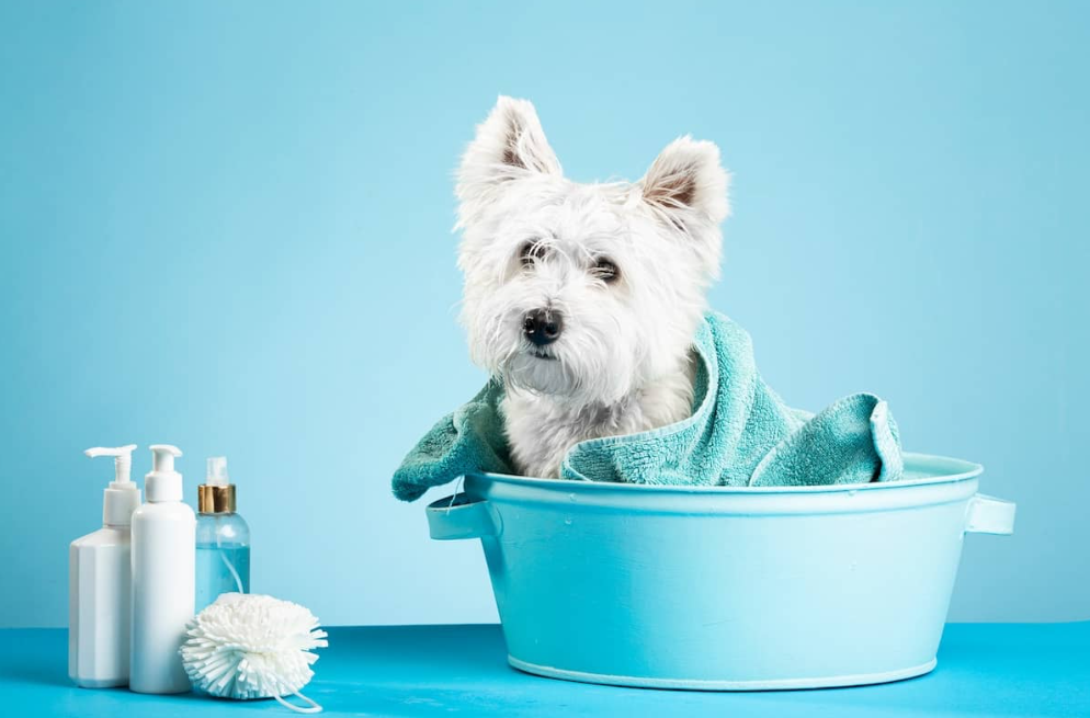 How to Bathe Your Reluctant Dog
